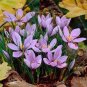 Rare Saffron Plants Beautiful Rainbow Saffron Garden Flowers 40 Seeds