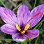 Rare Saffron Plants Beautiful Rainbow Saffron Garden Flowers 40 Seeds