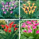 Calla Bonsai,Calla Lily Flower,Rare Bonsai Flower Plants 400 Seeds