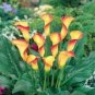 Calla Bonsai,Calla Lily Flower,Rare Bonsai Flower Plants 400 Seeds