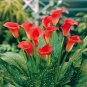 Calla Bonsai,Calla Lily Flower,Rare Bonsai Flower Plants 400 Seeds