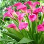 Calla Bonsai,Calla Lily Flower,Rare Bonsai Flower Plants 400 Seeds