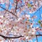 Tree Japanese Sakura 20 Seeds