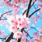 Tree Japanese Sakura 20 Seeds