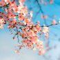 Tree Japanese Sakura 20 Seeds