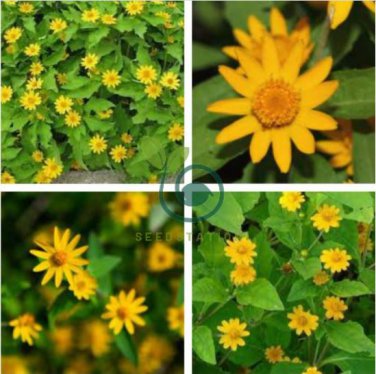 Melampodium Paludosum Flower 40 Seeds