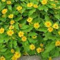 Melampodium Paludosum Flower 40 Seeds