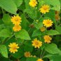 Melampodium Paludosum Flower 40 Seeds