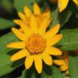 Melampodium Paludosum Flower 40 Seeds