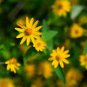 Melampodium Paludosum Flower 40 Seeds