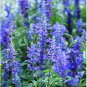 Blue Butterfly Sage Flower 100 Seeds
