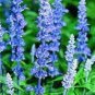 Blue Butterfly Sage Flower 100 Seeds