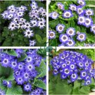 Pericallis Hybrida Different Florists Cineraria Bonsai Hardy Flower 100 Seeds