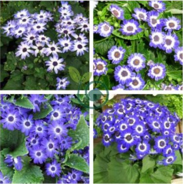 Pericallis Hybrida Different Florists Cineraria Bonsai Hardy Flower 100 Seeds