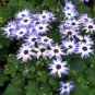 Pericallis Hybrida Different Florists Cineraria Bonsai Hardy Flower 100 Seeds