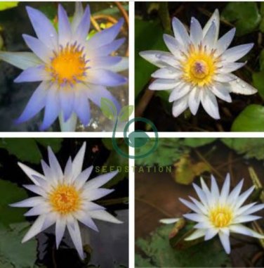 Blue Lotus Flowers Nymphaea Caerulea 2 Seeds
