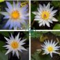 Blue Lotus Flowers Nymphaea Caerulea 2 Seeds
