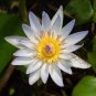 Blue Lotus Flowers Nymphaea Caerulea 2 Seeds
