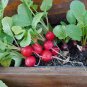Radish Bud Seeding Vegetable 300 Seeds
