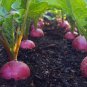 Radish Bud Seeding Vegetable 300 Seeds