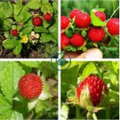 India Mock Strawberry Bonsai 120 Seeds