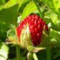 India Mock Strawberry Bonsai 120 Seeds