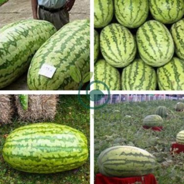 Giant Watermelon 40 Seeds
