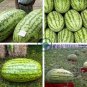 Giant Watermelon 40 Seeds