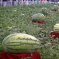 Giant Watermelon 40 Seeds
