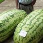 Giant Watermelon 40 Seeds