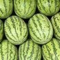 Giant Watermelon 40 Seeds