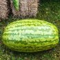 Giant Watermelon 40 Seeds