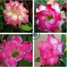 'Changing Faces' Adenium Desert Rose 4 Seeds