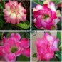 'Changing Faces' Adenium Desert Rose 4 Seeds