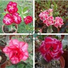 'Rumble Fish' Adenium Desert Rose 4 Seeds
