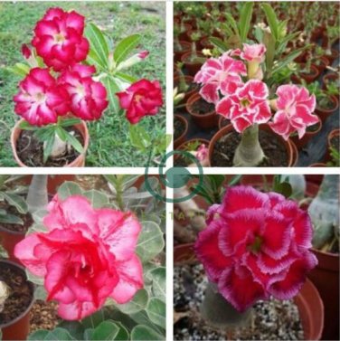'Rumble Fish' Adenium Desert Rose 4 Seeds