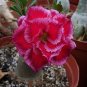 'Rumble Fish' Adenium Desert Rose 4 Seeds