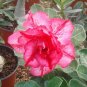 'Rumble Fish' Adenium Desert Rose 4 Seeds
