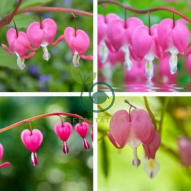Venus's Car Beautiful Bleeding Heart 60 Seeds