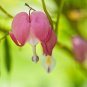 Venus's Car Beautiful Bleeding Heart 60 Seeds