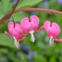 Venus's Car Beautiful Bleeding Heart 60 Seeds