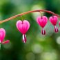 Venus's Car Beautiful Bleeding Heart 60 Seeds