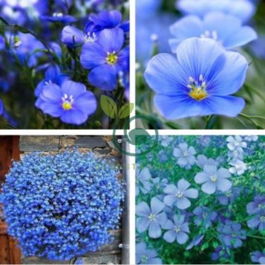 Balcony Hanging Blue Flax Flower 100 Seeds