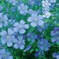 Balcony Hanging Blue Flax Flower 100 Seeds