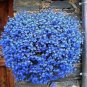 Balcony Hanging Blue Flax Flower 100 Seeds