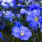 Balcony Hanging Blue Flax Flower 100 Seeds