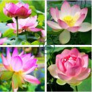 New Golden Red Nelumbo Nucifera Pond Lotus 2 Seeds