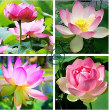 New Golden Red Nelumbo Nucifera Pond Lotus 2 Seeds