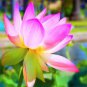 New Golden Red Nelumbo Nucifera Pond Lotus 2 Seeds