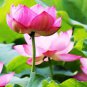 New Golden Red Nelumbo Nucifera Pond Lotus 2 Seeds